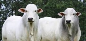 Boi gordo teve aumento em MT