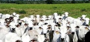 PIB cresce 1,4% no trimestre puxado pela alta de 12,2% do agro