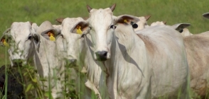 JBS avança na auditoria do TAC da carne e supera 98% de conformidade