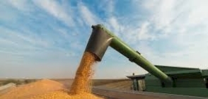 Preço do milho em MT tem nova queda e média fica em R$ 39