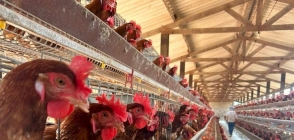 Mato Grosso intensifica protocolos de barreira sanitária para impedir entrada de gripe aviária