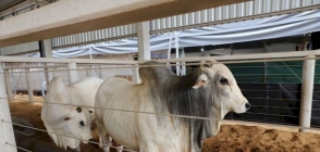 Pecuária ganha espaço estratégico na programação do Show Safra Mato Grosso