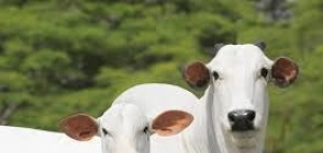 Acrimat orienta criadores sobre preparativos para o período de seca em Mato Grosso