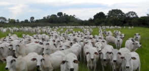 Vaca Gorda em Alta, Enquanto Reposição Recua