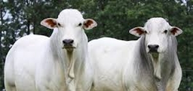 Boi gordo teve aumento em MT