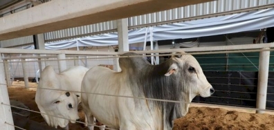 Pecuária ganha espaço estratégico na programação do Show Safra Mato Grosso