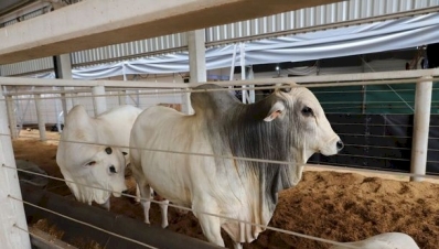 Pecuária ganha espaço estratégico na programação do Show Safra Mato Grosso