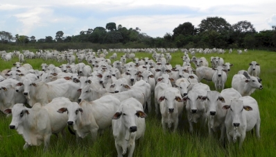 Vaca Gorda em Alta, Enquanto Reposição Recua